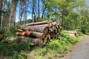 Przemysł drzewny obawia się zmian w Ustawie o lasach