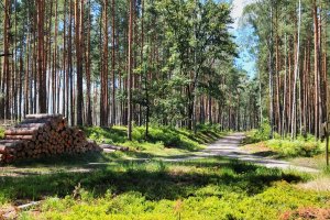Głos o gospodarce leśnej, urządzaniu lasu,  ochronie przyrody, leśnikach i przyrodnikach
