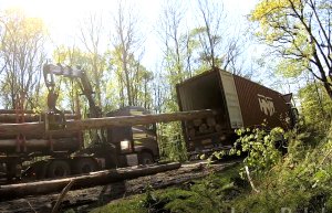 PIGPD apeluje o zmianę przepisów fitosanitarnych dla eksportu surowca drzewnego