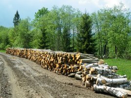 Drewno w elektrociepłowniach 