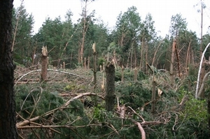 Niewielkie szkody po sierpniowych wichurach