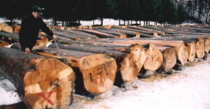 Submisja w RDLP Krosno rozstrzygnięta