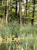 Gospodarka leśna i przemysł drzewny w Sejmie