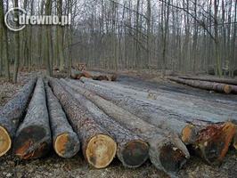 Lasy zmieniają zasady w trakcie gry