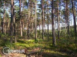 Przemysł drzewny nie chce eksperymentów