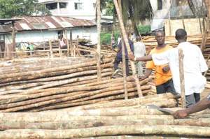 Liberia przyjęła nowe prawo leśne