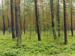 <font color=darkcyan>(PAP)  Bór sosnowy <br>w Nadleśnictwie Bolesławiec  </font> 