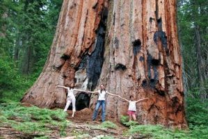 Królewska kraina sekwoi