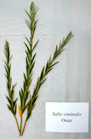 Nadzieja w ekopaliwie z wierzby