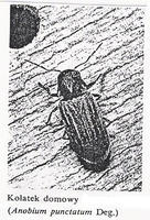 Ten żarłok kołatek domowy