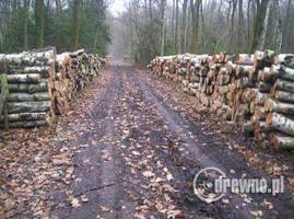 Nowe zasady sprzedaży drewna 