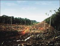 Unia Europejska: 20 mln m3 nielegalnej tarcicy