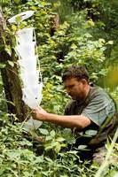 Korniki na Kaszubach