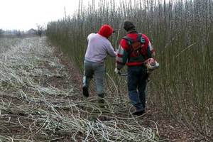 Pierwsza wycinka wierzby energetycznej 