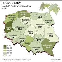 Nie było nas - był las