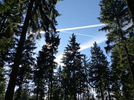 Lasy Państwowe: Plan na 2007r. - 30,5 mln m3 drewna