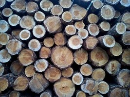 Rosja: Drewno okrągłe nie powinno być eksportowane