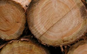 Wewnętrzny Kodeks Leśny Handlowy