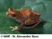 Żaba drzewna z Borneo