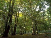 Feromony chronią lasy przed szkodnikami