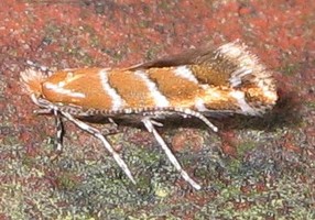 Szrotówek kasztanowcowiaczek