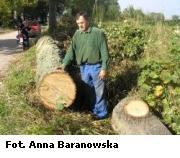 Przydrożne drzewa przydadzą się w... tartaku?