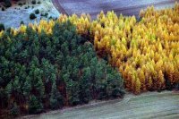 Międzynarodowa konferencja o ochronie lasów