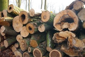 Drewno kominkowe schodzi na pniu