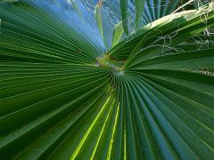 Drzewa tak wysokie, że widać je z kosmosu