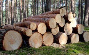 NEPCon wykona audit FSC w Poznaniu i Pile