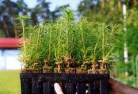 Polskie sadzonki podbijają świat