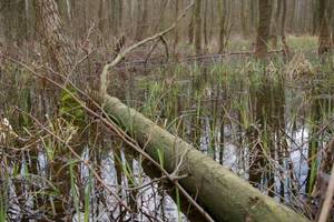 Centrozap wyda 275 mln zł na budowę tartaku w Komi