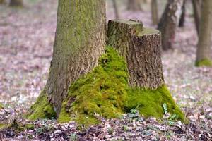 PIGPD nie chce firmować decyzji Lasów podejmowanych poprzez KLD