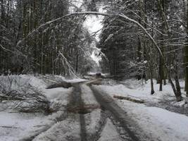 Śnieg wyrządził szkody w szczecińskich lasach