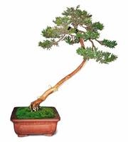 Drzewko Bonsai