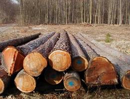 Lasy obniżą ceny na drewno