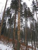 Konferencja: Ratujmy lasy przed kornikiem