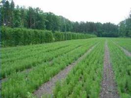 ARiMR w sierpniu i wrześniu przyjmuje wnioski na zalesianie 