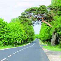 W obronie jednego drzewa