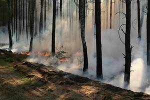 Podpalacz pilskich lasów zatrzymany 
