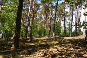 Do 30 września można składać wnioski o dotacje na zalesianie gruntów