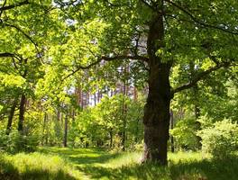 Certyfikacja FSC będzie bardziej dostępna 