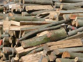 Prof. Szyszko: Duży potencjał dla zielonej energii