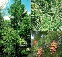 138 metrów i wyżej już nie wyrosną