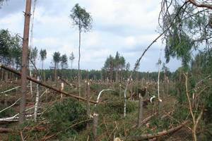 0,5 mln m3 wiatrołomów w polskich lasach