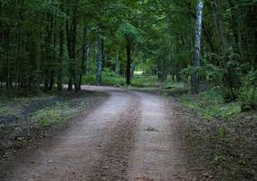 Drogi leśne - kolejny projekt CentroWoodKom