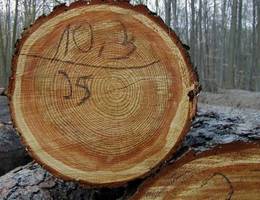 Protest przemysłu drzewnego - Komunikat 10