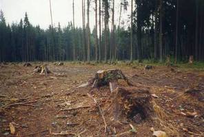 Na 7,3 miliarda oszacowano wartość zasobów drewna CentroWoodKom