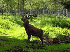 Białowieski Park Narodowy chce zakazu polowań