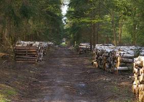 Trwają prace nad nowymi zasadami sprzedaży drewna